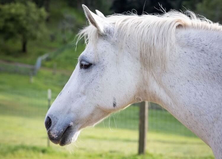 white pony in a pasture