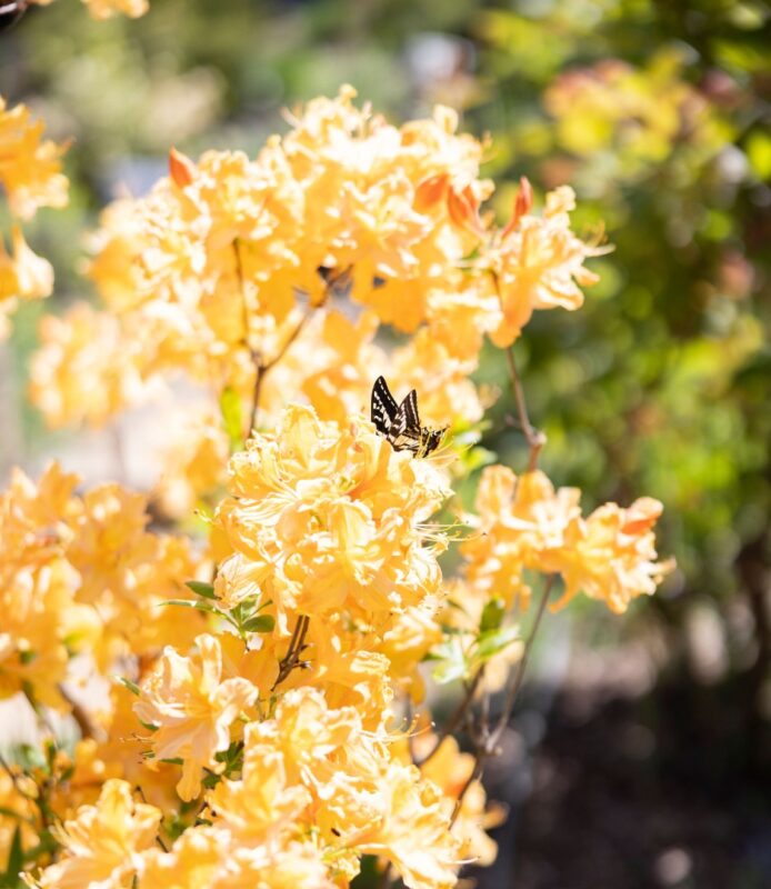 Springtime at NewTree Ranch