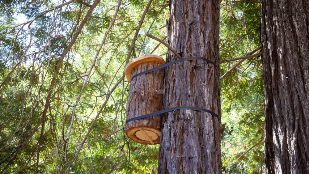 Beehive mounted high in a redwood tree at NewTree Ranch, supporting pollinators and a thriving natural ecosystem.