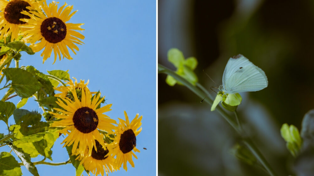 Honeybee on a sunflower and a butterfly resting among garden flowers at NewTree Ranch, highlighting the pollinators that help the land thrive.
