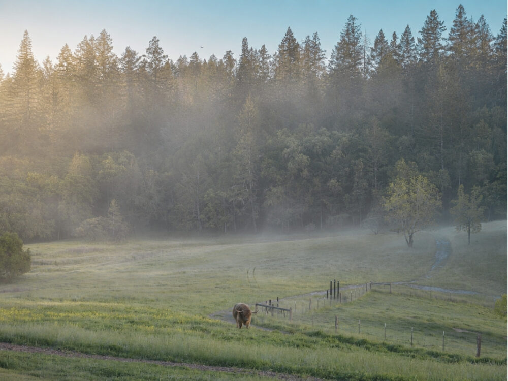 Marine layer fog over the pasture at NewTree Rnach