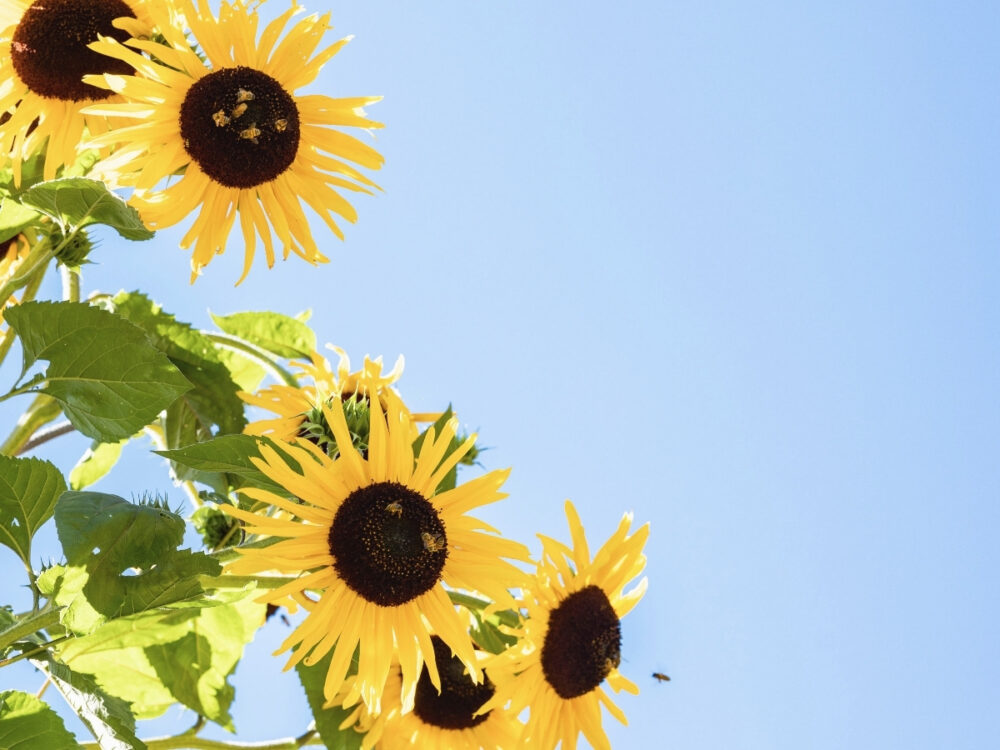 Bees on sunflowers at NewTree Ranch