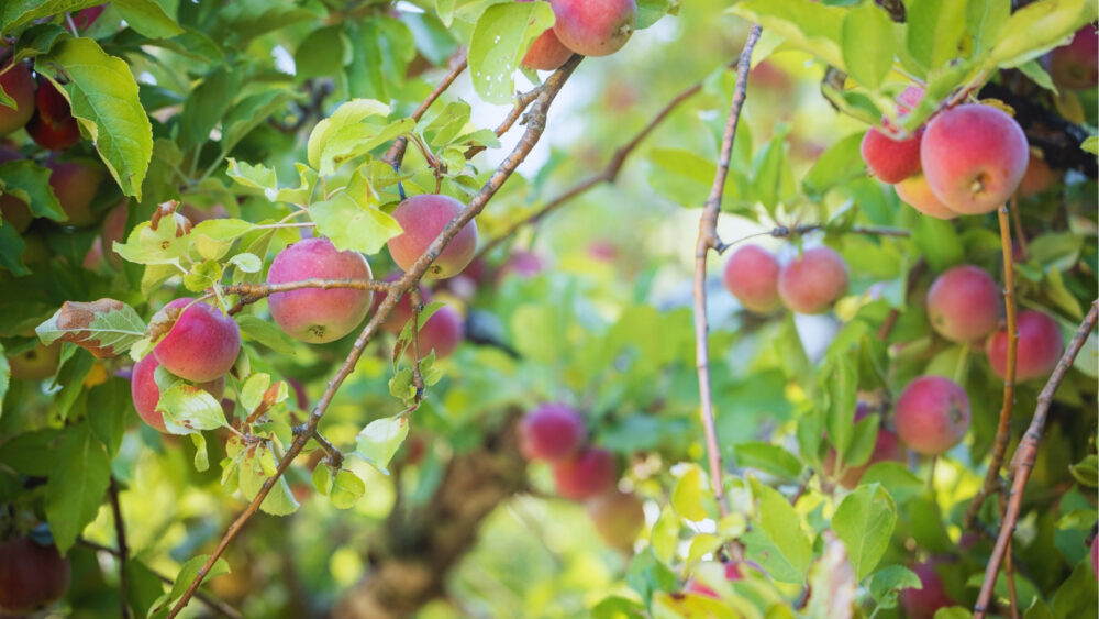 Apples growing in the apple orchard at NewTree Ranch.